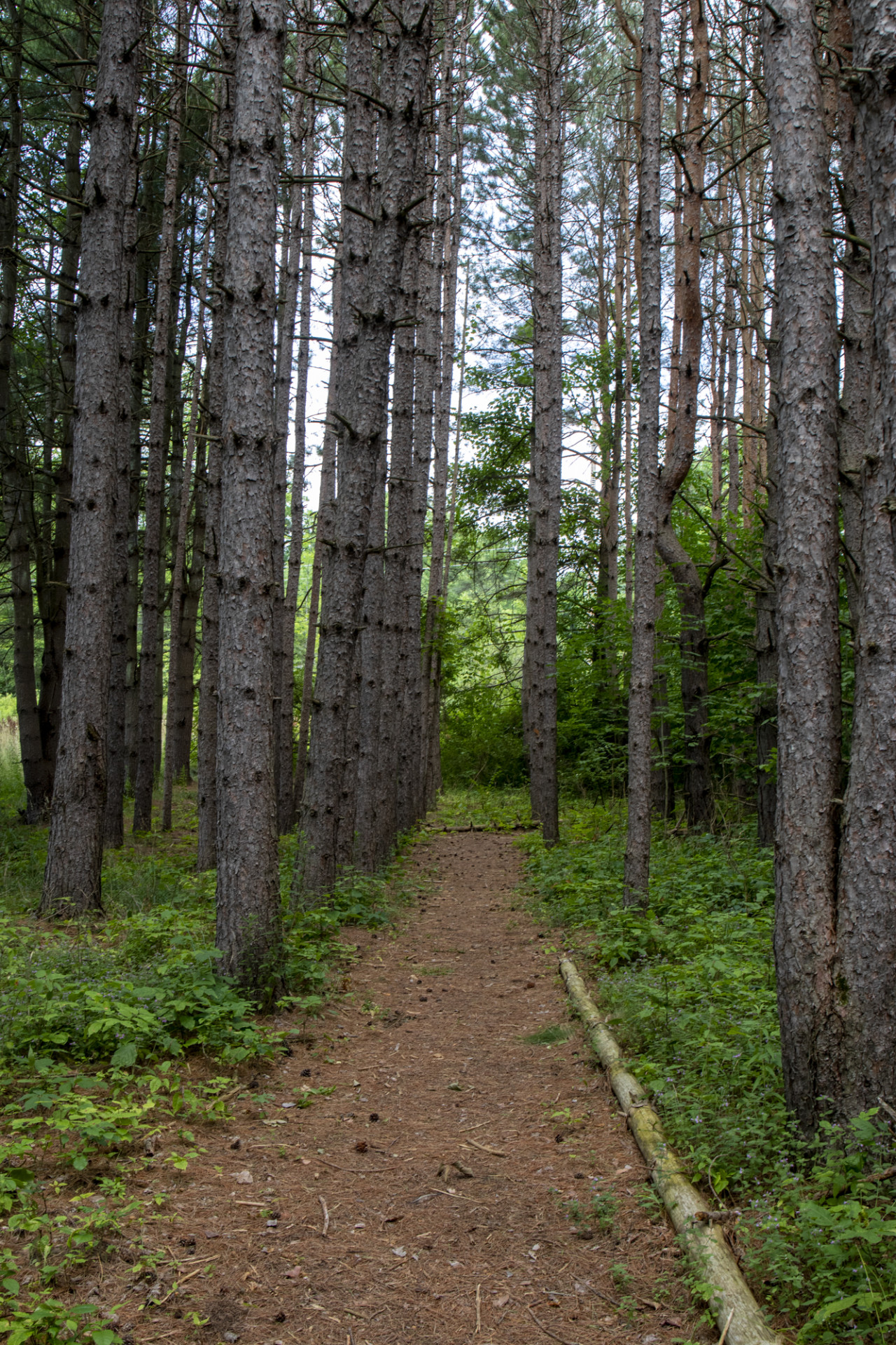MainCampusTrail(2) | Springbrook MainCampusTrail(2)